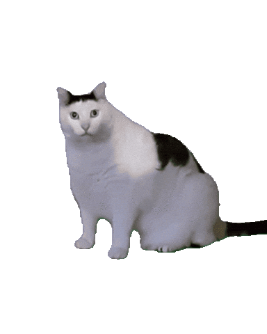 aaa cat