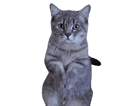 plz cat